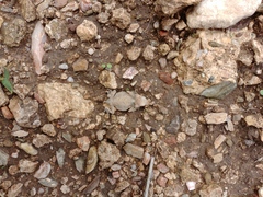 Phrynosoma braconnieri