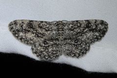 Hypomecis umbrosaria