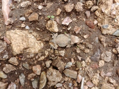 Phrynosoma braconnieri