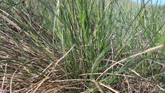 Festuca wagneri