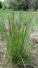 Festuca rupicola