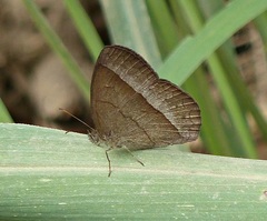 Capronnieria galesus