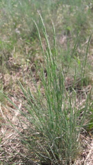 Festuca valesiaca