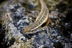Sceloporus teapensis