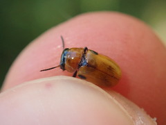 Coptocephala