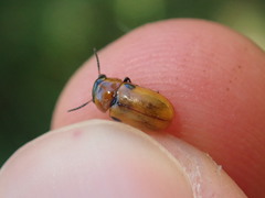 Coptocephala