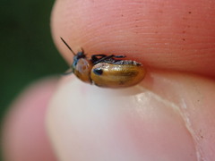 Coptocephala