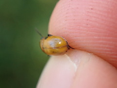 Coptocephala