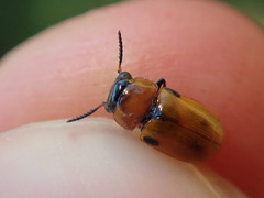 Coptocephala