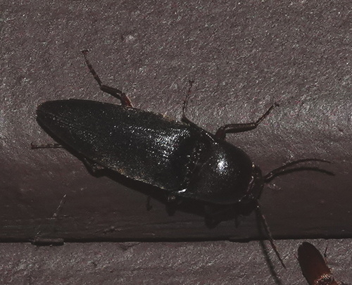 Diplostethus opacicollis photo 3