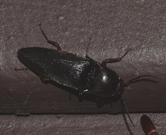 Diplostethus opacicollis
