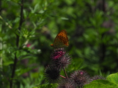 Argynnis adippe