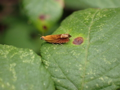 Lathronympha strigana