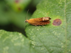 Lathronympha strigana