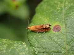 Lathronympha strigana
