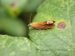 Lathronympha strigana