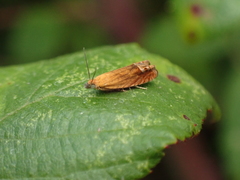 Lathronympha strigana