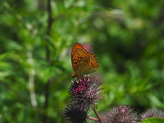 Argynnis adippe