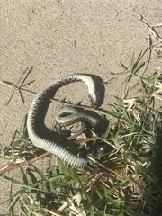 Thamnophis marcianus