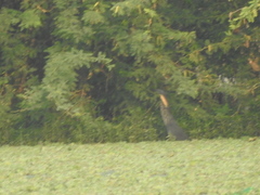 Ixobrychus flavicollis