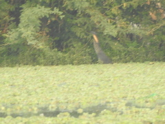 Ixobrychus flavicollis