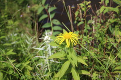 Inula hookeri