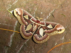Rothschildia jacobaeae