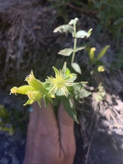 Silene parishii
