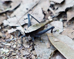 Eneoptera surinamensis
