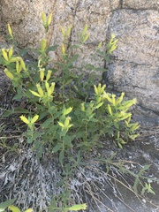 Silene parishii