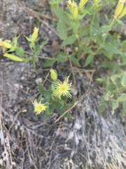 Silene parishii