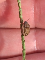Homaemus parvulus