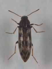 Prothalpia holmbergi