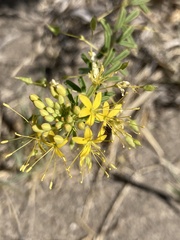 Cleomella plocasperma