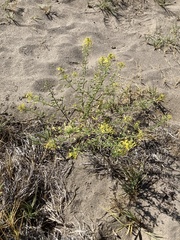 Cleomella plocasperma