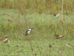 Ceryle rudis leucomelanurus