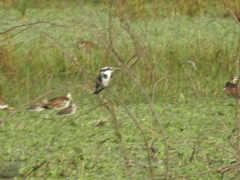 Ceryle rudis leucomelanurus