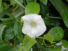 Calystegia sepium sepium