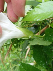 Calystegia sepium sepium