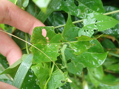 Calystegia sepium sepium