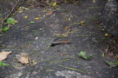 Eutropis madaraszi