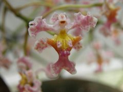 Trichocentrum oerstedii