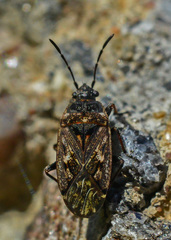Sphragisticus nebulosus