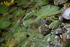 Euphlyctis cyanophlyctis