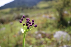 Allium wallichii