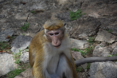 Macaca sinica