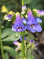 Penstemon watsonii