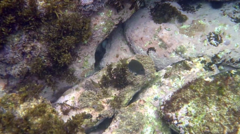 Prionurus microlepidotus