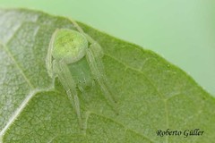 Araneus uniformis