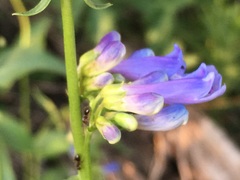 Penstemon watsonii